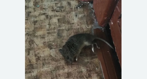 Дезинфекция от мышей в Алапаевске