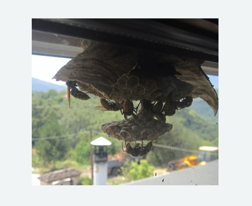 Уничтожение гнёзд шершней в Алапаевске