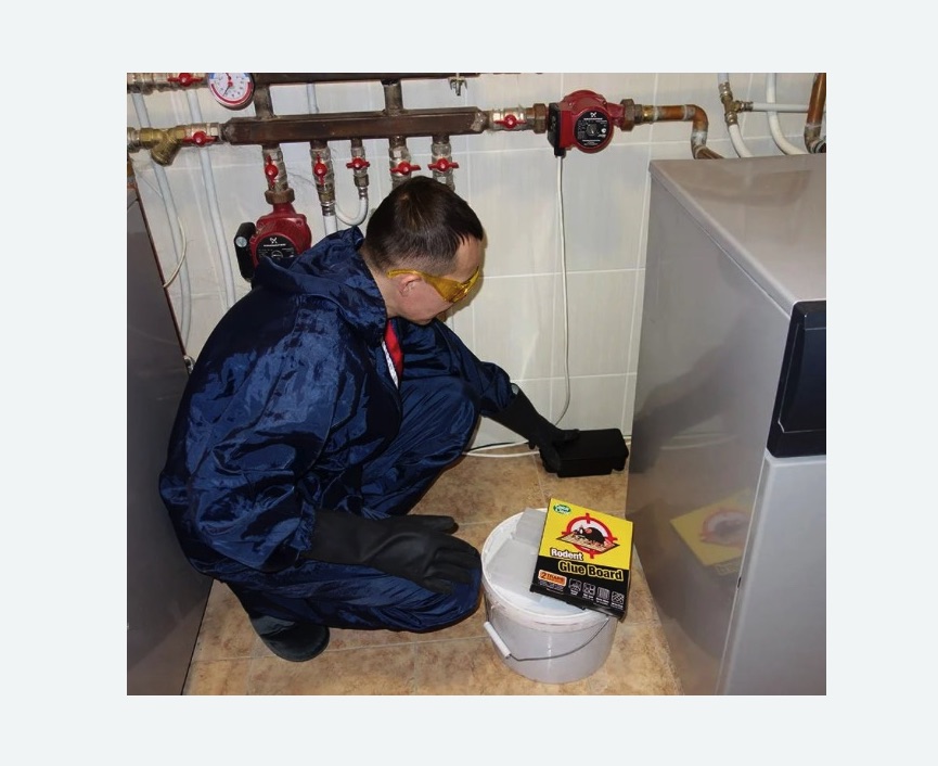 Уничтожение крыс в Алапаевске