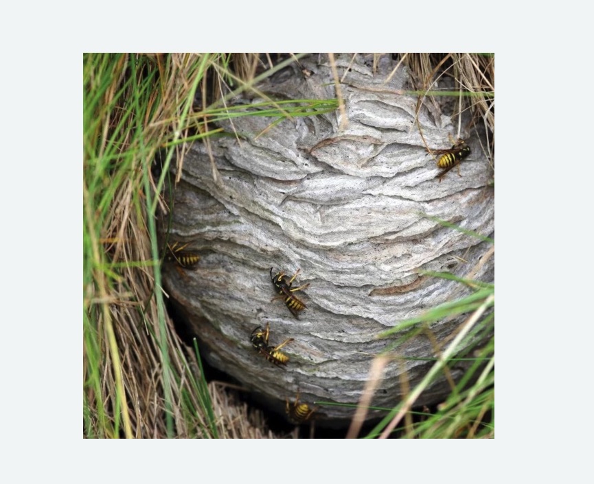 Уничтожение ос и ульев в Алапаевске